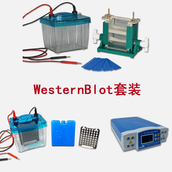 北京六一WesternBlot蛋白質印跡法(免疫印跡試驗)套裝