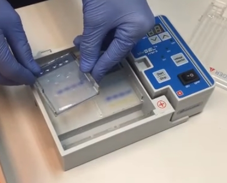 水平凝膠電泳;  凝膠樣品運行之后被刪除。 圖片來源：Accuris由基準科學